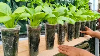 Cara Menanam Sawi Pakcoy di gelas plastik! 