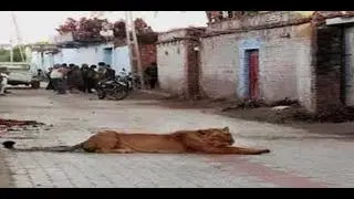 Lioness roams freely on streets of Amreli