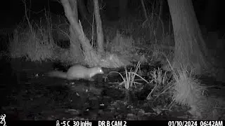 Swamp Cam - # 1/2024 (the Otter ... finally!)