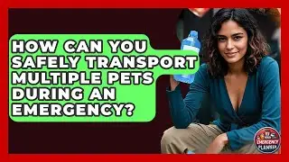 How Can You Safely Transport Multiple Pets During An Emergency? - Your Emergency Planner