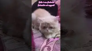Hello everyone I am Jashmin plzz like share and subscribe 🙏🙏🙏💕💕💕#shortvideo #persian #jashmin