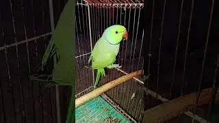 Green parrot talking mitho mitho #parrot #funny #parrottalking #cute 8/1/25