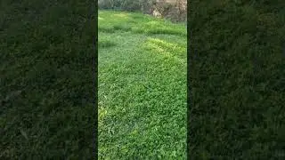 Green fodder#Berseem#forage #gardening #organicfarming #goat #cow