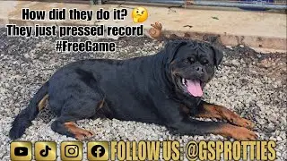How to grow your Dog or Content Business!!