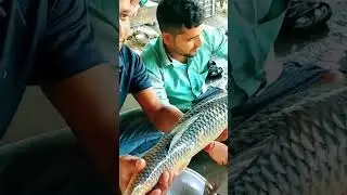 big mrigal fish.fish cutting.#মাছ #fiscutting #fishing #viral #shorts