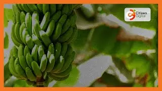 УМНАЯ ФЕРМА | Фермеры решают выращивать плантайны и готовить бананы