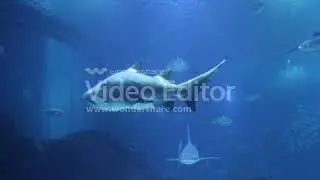 A story of shark(motivational story)