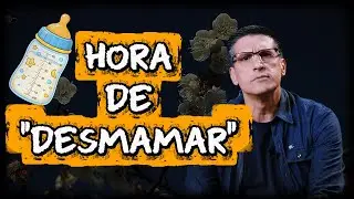Zé Bruno: 