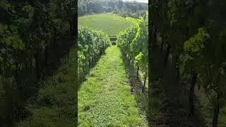 Hundred Hills Vineyard - Is this England's Steepest Sparkling Wine Vineyard? #chardonnay #vineyard