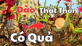Đẹp mê hồn | Đào Đại Thụ, Đào Thất Thốn Khủng, Nhất Chi Mai Hà Nội