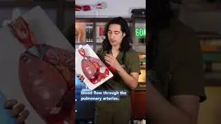 A Blood Clot in Your Lung
