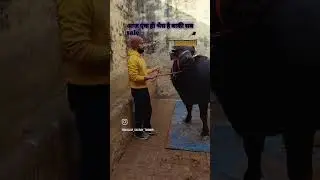 गौरव गुर्जर dairy farm #viral  #dairyfarm #india #buffalo #shortsfeed