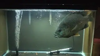 IS THIS A RARE GIANT OSCAR HYBRID FISH? OR A VERY LARGE GREEN SUNFISH?