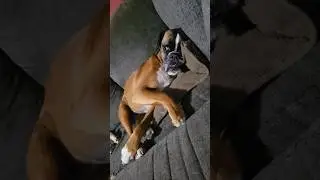 What's She Dreaming Of? #dream #dreaming #sleepydog #sleepy #sillydog #boxerdog #dog #dogshorts