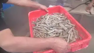 Processing of Razor Clam in Pakistan Factory Part 2 - Ajwa Foods Enterprises