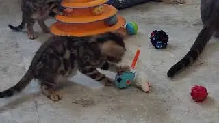 The kittens enjoy donated cat toys 🐈 🧶 from our seamstress ! Thank you Linda ! They love them 😻💕