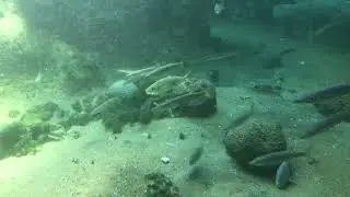 Salt water fish: Hilsa, Sardines, Damselfish, Butterfly fish, Pomfret ...
