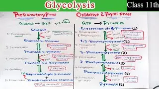 Glycolysis. Preparatory Phase and Oxidative Phase. Phases of Glycolysis /Bioenergetics