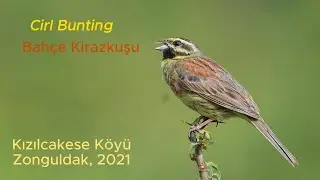 Cirl Bunting: Songs, Landings and Take Offs (Bah&ccedil;e &Ccedil;intesi: &Ouml;t&uuml;şler, Konuşlar ve Kalkışlar)