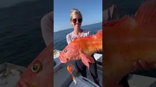 Yelloweye Rockfish!