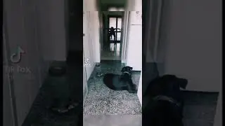 Ghost prank on my dog to see his reaction(it ran like no body's business)🤣🤣🤣🤣🤣