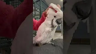 The Rascal ❤️ #cockatoos #bird #cockatoolife