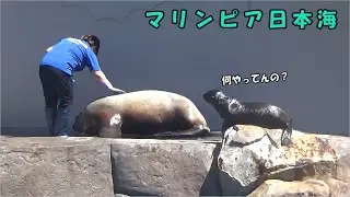 【マリンピア日本海】色々なことに興味津々なトドの赤ちゃん