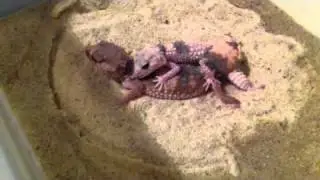 N. Wheeleri breeding