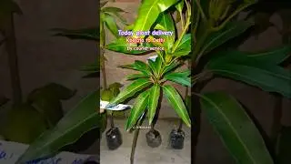 online plant nursery ll all varieties fruit plant available all over India delivery c 7478084530..
