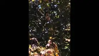 Red Squirrel Chatter