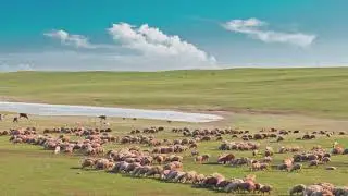 CATTLE COWS GRAZING HERD 4K