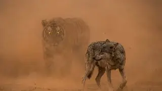 Desert Wolves of Rajasthan | The Forgotten Predators of India | Cinematic AI Wildlife 4K