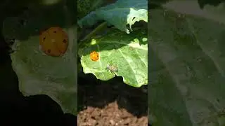 What is Integrated Pest Management in the garden? #gardentips #texasgarden