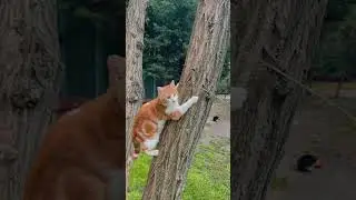 Cat climbing tree, cat climbing tree fast, #shorts