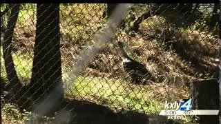 Fish and Wildlife to handle South Hill nuisance turkeys