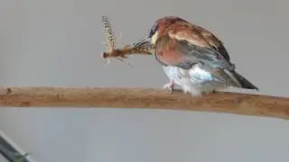 Merops apiaster- ЗОЛОТЫЕ ЩУРКИ