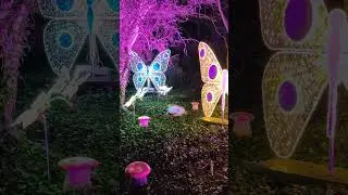 Wonderlights 2025 at Malahide Castle & Gardens 💚🤍🧡