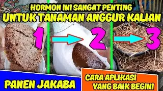 PANEN JAKABA DAN CARA APLIKASI JAMUR JAKABA UNTUK TANAMAN ANGGUR | MEMBESARKAN BATANG ANGGUR