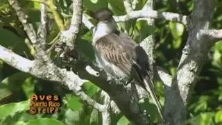CL&Eacute;RIGO acical&aacute;ndose (Loggerhead Kingbird, Tyrannus caudifasciatus taylori) END&Eacute;MICA del CARIBE