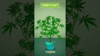 Fimming vs Topping?