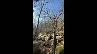 Forest Exploration 1