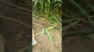 Corn maze !! Follow us through #Keldersfarm #NY #summertime #fun 