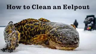 How to Clean an Eelpout (Burbot)