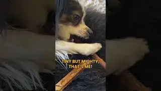 Tiny But Mighty #shorts #dogs #pets #cute #petparent #legs #workout