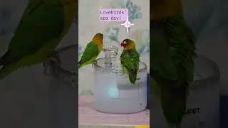 Lovebirds' Living Room Spa Day 🛁🐦 #lovebird #spaday #spa #livingroom #birds #birdbath #shorts