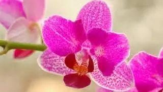 Цвет 2014 года Radiant Orchid