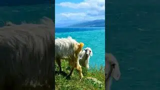 رأس الطرف #travel  دلس بومرداس