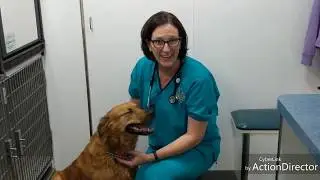 Routine Dog Dental Cleaning