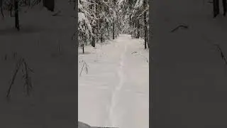 #snow #вездеходы #лес #forest #winterforest #зимние