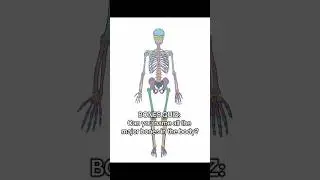 skeleton system #skeleton